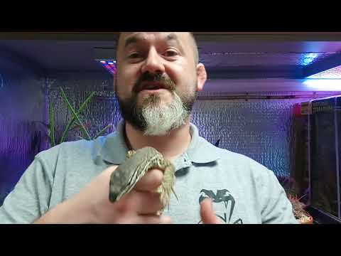 camera iphone 8 plus apk S'N'A Advanced Series : Episode 8 - Argus Monitor (Varanus panoptes and Varanus panoptes hornii)