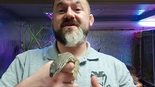 Sna Advanced Series Episode 8 - Argus Monitor Varanus Panoptes And Varanus Panoptes Hornii