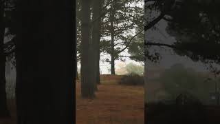 Virtual Walk Stop Motion Caminata Virtual por el bosque #shorts #virtualwalk #natureview