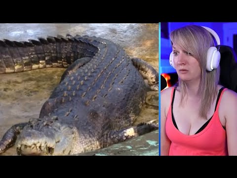 15 Abnormally Large Crocodiles That Actually Exist Part 2 | Pets House