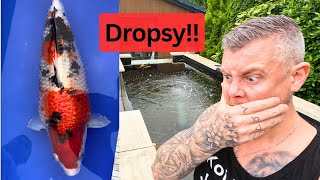 Dropsy in my Koi Fish ☠️ My Understanding & Mistakes
