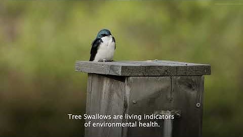 Courting The Skies: Tree Swallow Breeding Success At Manomet