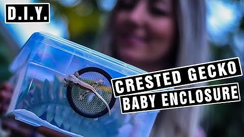 Crested Gecko Baby Enclosure - How to Set Up a Hatchling Bin - DIY