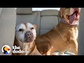 18-Year-Old Pit Bull Has The Sweetest Smile | The Dodo