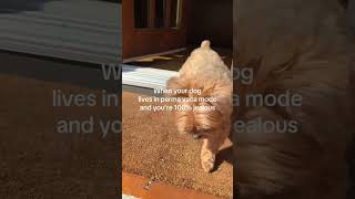 Download Lagu His face when he wakes up 😂 #spoileddog #furbaby #carlbellemare #morkiesoftiktok #dogtok #fyp MP3