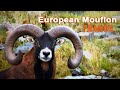 European Mouflon hunting in France  // Chasse au Mouflon en France // 2022