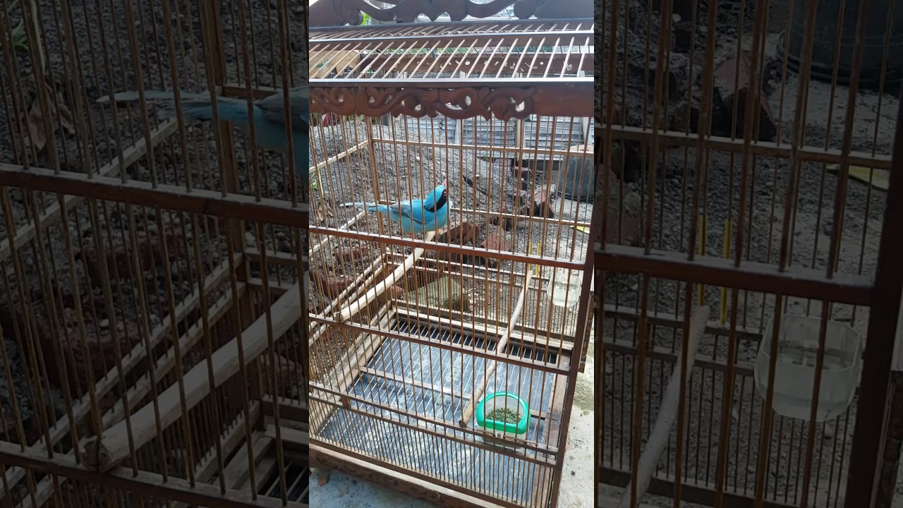 Burung bagus 