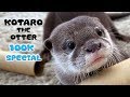 【10万人記念】もっとすごいカワウソコタローの名作を一気に見せます！　100K SUB SPECIAL! Kotaro the Otter Best Memories