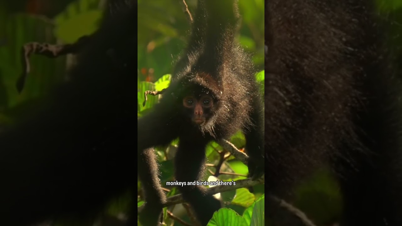 The Tallest Treehouse in the Amazon Rainforest
