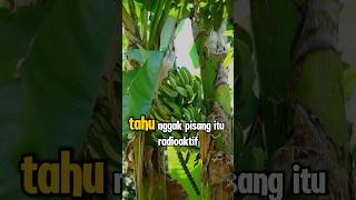 Pisang Itu Radioaktif?!😱 #FaktaPisang #FaktaIlmiah #FaktaUnik #Radioaktif #YouTubeShorts