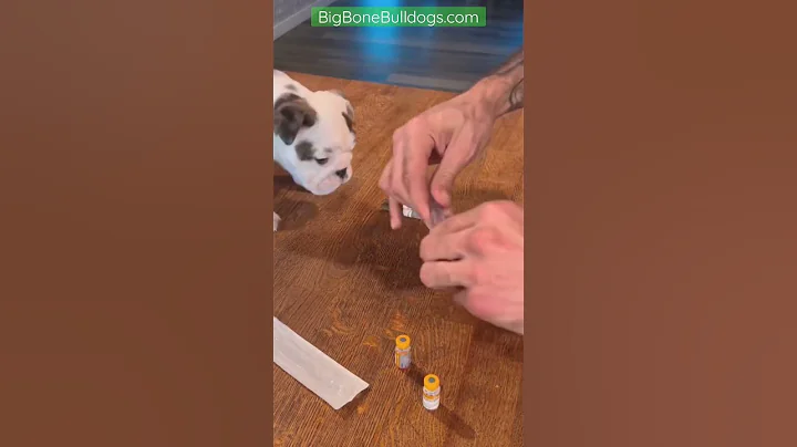 How to vaccinate your puppy for #parvo & #distemper #animalreproduction #breeder #shortspets