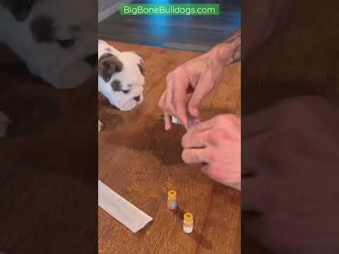 How Much Is Rabies Shot At Petco