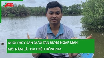 Nuôi thủy sản dưới tán rừng ngập mặn, mỗi năm lãi 150 triệu đồng/ha