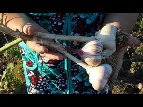Крупный Чеснок Всегда! Почему? Делюсь Секретом.