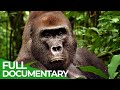 Wild Congo | Part 2: King Kong&#39;s Lair | Free Documentary Nature