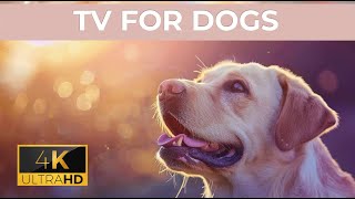 [LIVE] Dog Music Relaxing Sounds for Dogs with Anxiety Separation anxiety relief music