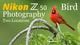 Nikon Z50 • Bird Photography at Two Locations