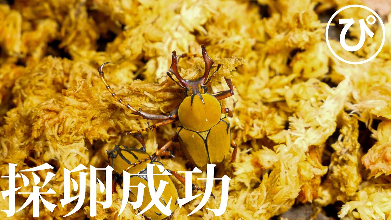 Massive Colony] What Happened When I Fed Red-Legged Leaf Beetles
