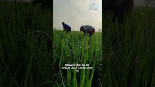 Clearing Weeds During the Dry Season #farming #ricefarmer