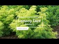 30 seconds with proven winners sambucus lemony lace eu