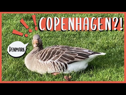 Copenhagen Travel Vlog - Jai & Helena