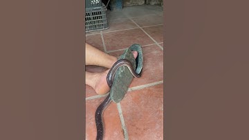 Trồng xả trị rắn vẫn bị rắn bò vào nhà #giangkhongngu #snake #animals #venomouscreatures #tintuc