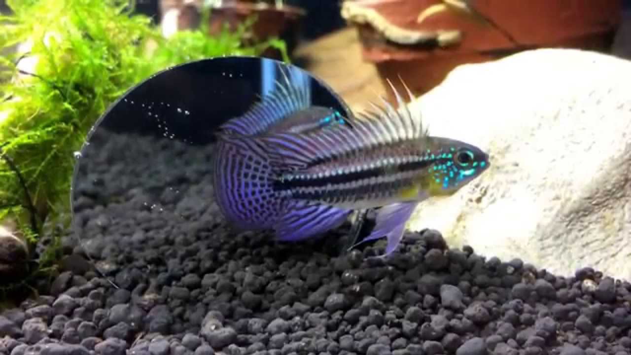 camera iphone 8 plus apk Simply Cichlids - Apisto Bitaeniata Shusupe Wild caught