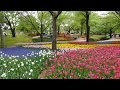【2015 Spring】昭和記念公園 チューリップ2015