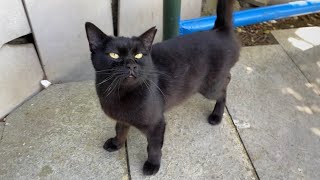 Poor Hungry Cat living on the street. I gave him food. by World of Sweet Cats 317 views 11 days ago 2 minutes, 19 seconds