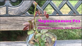 Черенкование Роз. 2 часть. Появились корешки, что дальше. Питомник 🌹 и 🌲 Е. Иващенко