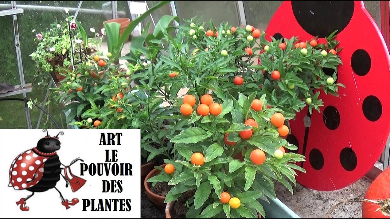 Tuto Jardin Semis Pommier D Amour Plante Vivace Pour Regions Temperees Youtube Tuto Jardin Semis Pommier D Amour Plante Vivace Pour Regions Temperees Youtube
