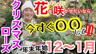 【知らないと損！】クリスマスローズは12〜1月が勝負！〇〇作業で花付き変わる？！/ 30秒もかからずに出来るけど、間違うと枯らす危険も⚠️/ 花がレベルアップするお手入れ2つもご紹介🤗【ガーデニング】