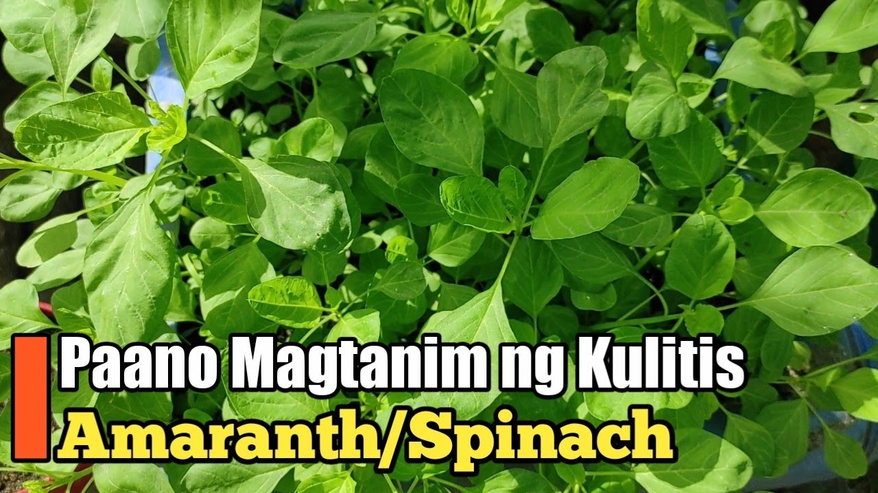 Paano Magtanim ng Kulitis Amaranth Spinach YouTube