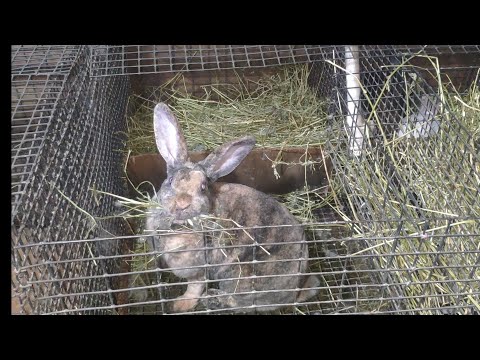 Video: Dovşanların şeyləri çeynəməsini Necə Dayandırmaq Olar