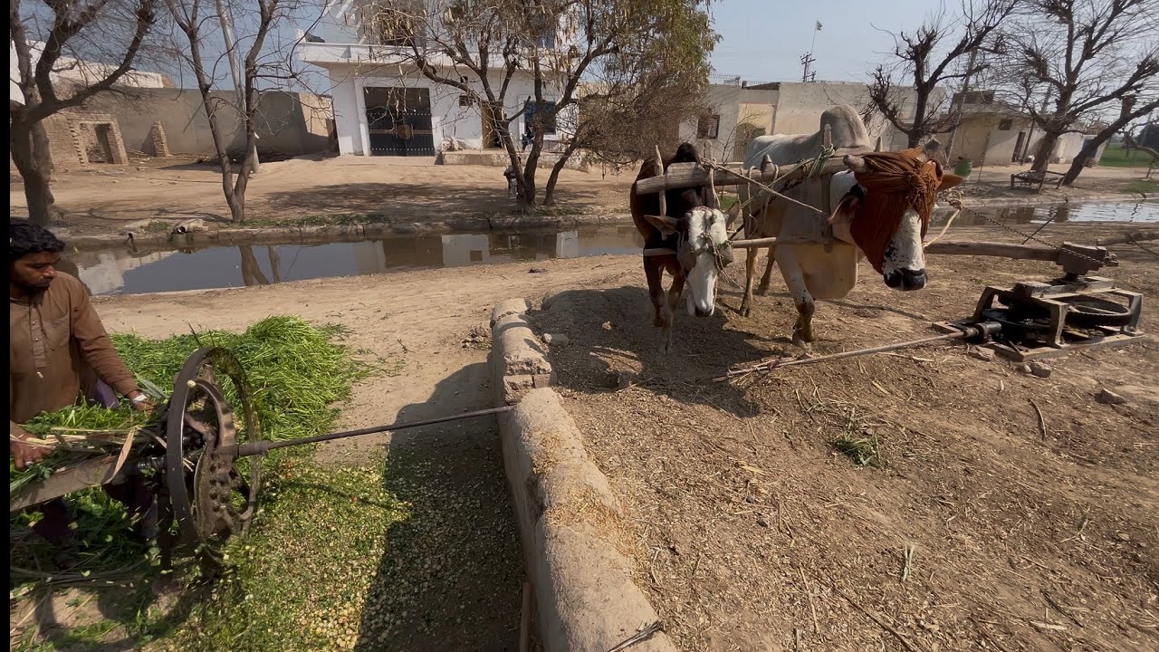 Old Chuff Cutter Operating With Bulls #jcb #cr7 #cow #cowvideos #shorts #shortsfeed #short #viral 