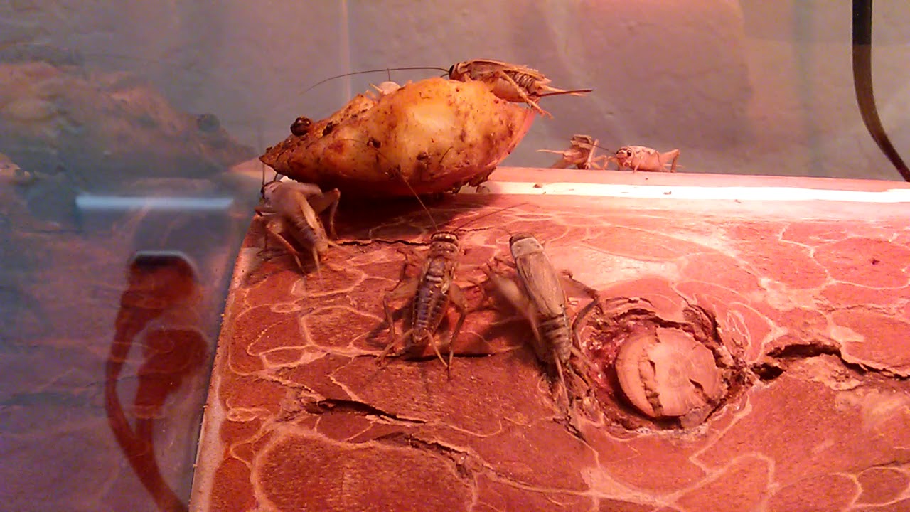 Mating habits of crickets in Leopard Gecko Tank