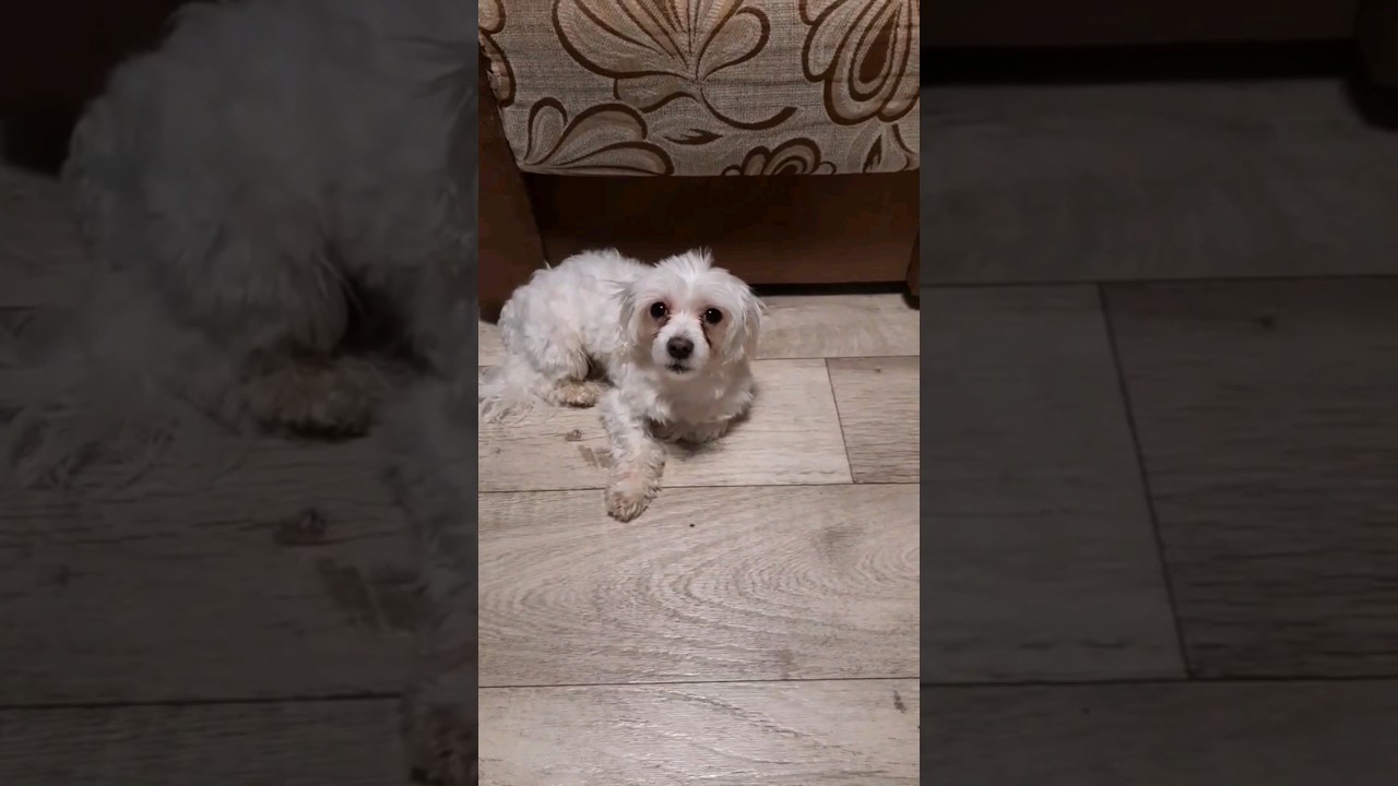 Максим Сергеевич и тапок! 