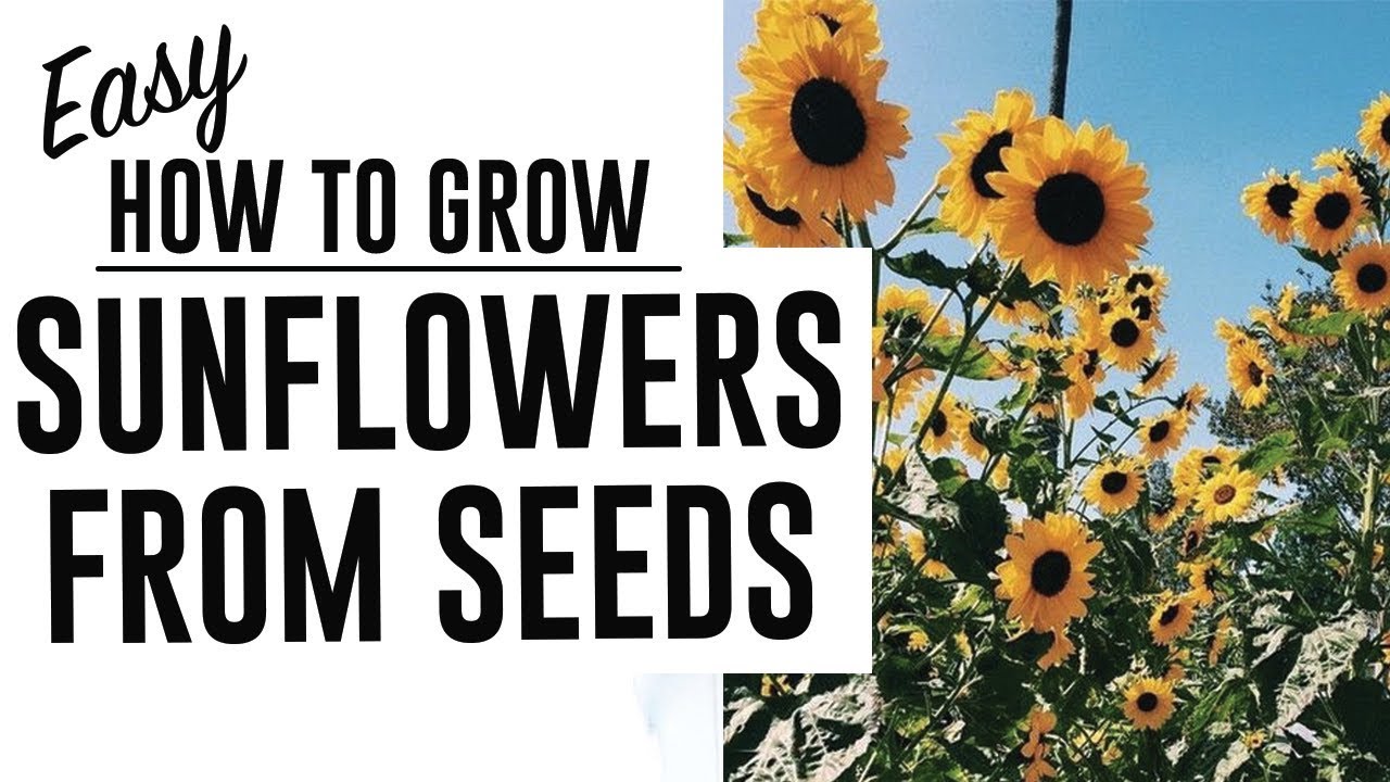How to Grow Sunflowers from Seeds EASY! YouTube