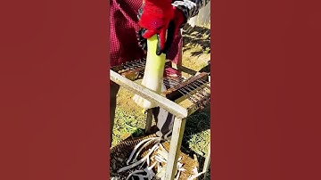 Creative tool to cut radishes easily #shorts