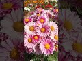 🥰🤗💖♥️ beautiful ##flowers #song