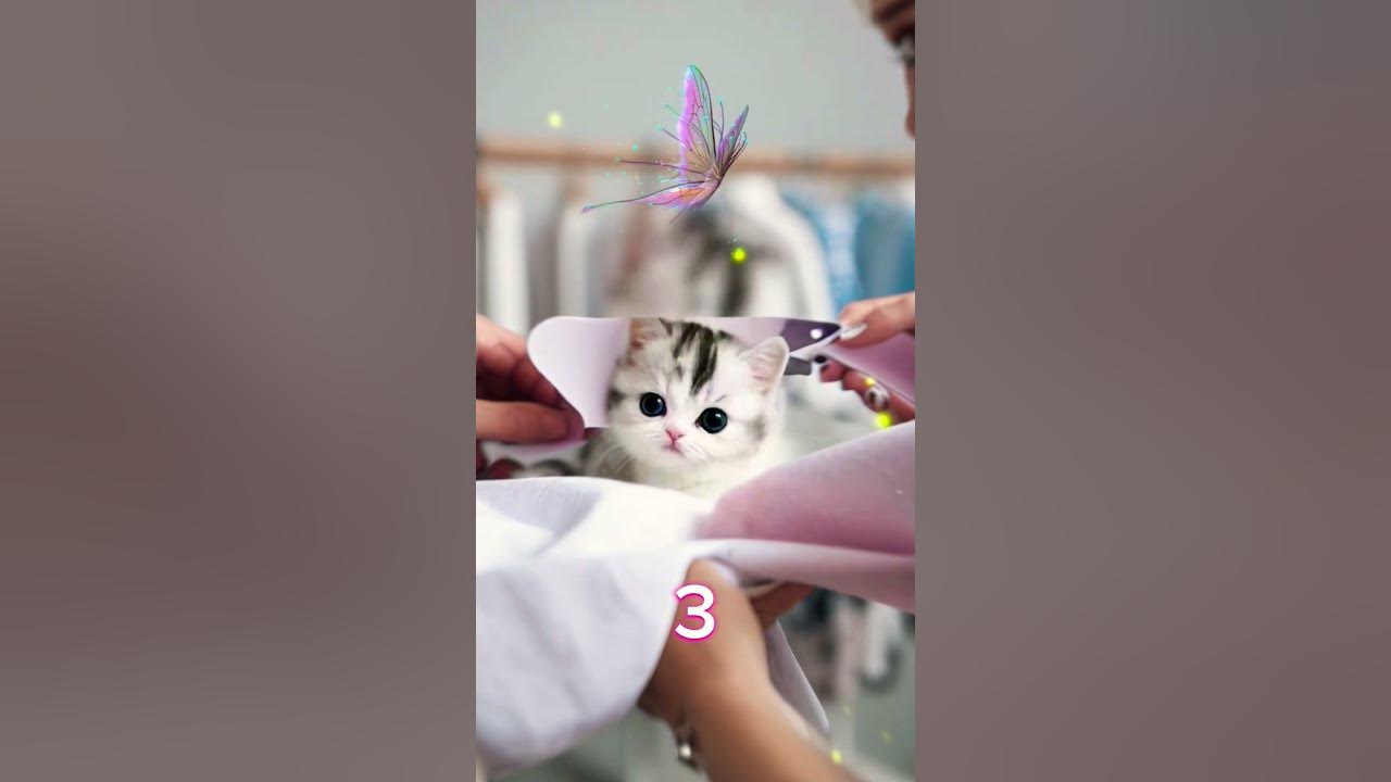 мили котики ️ ️😻😻😻 - YouTube