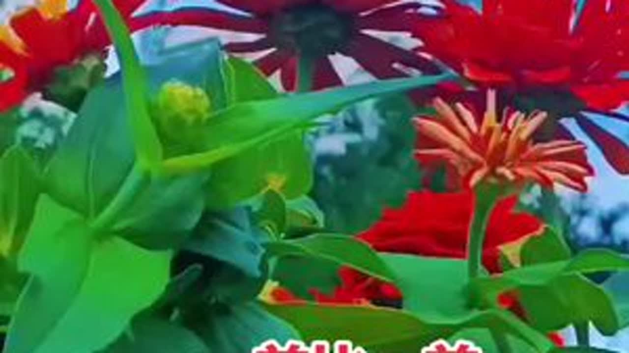 #一花一草一世界