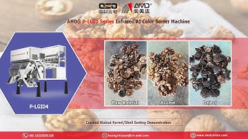 AMD Sorting Solution: Walnut Kernels/Shells by P-LGID4 AI Infrared Optical Color Sorter Machine