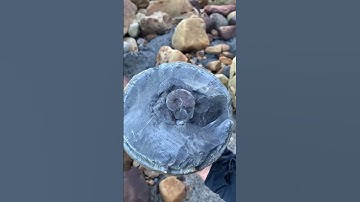 Round Limestone Surprise! #shorts