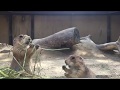 Prairie dogs Cute & Funny