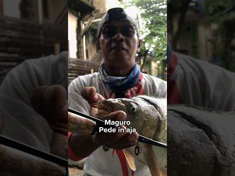 JORAN MAGURO EXTREME CLASSIC SEGERA HADIR Fishing Maguro