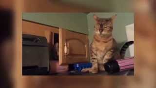 Кот САМУРАЙ! Супер видео.. A cat is SAMURAI! Кот САМУРАЙ! Супер видео.. A cat is SAMURAI!