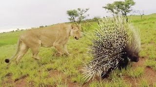Meg & Amy meet a PORCUPINE | The Lion Whisperer Meg & Amy meet a PORCUPINE | The Lion Whisperer