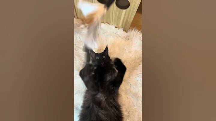 Watch the video about Adorable maine coon focus moment! #funnycat #mainecoon