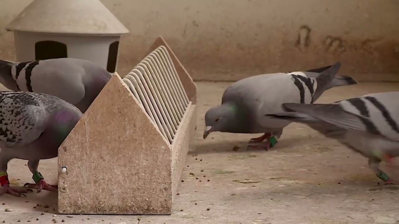 De Belgische Reisduif De Constateur Albert Derwa